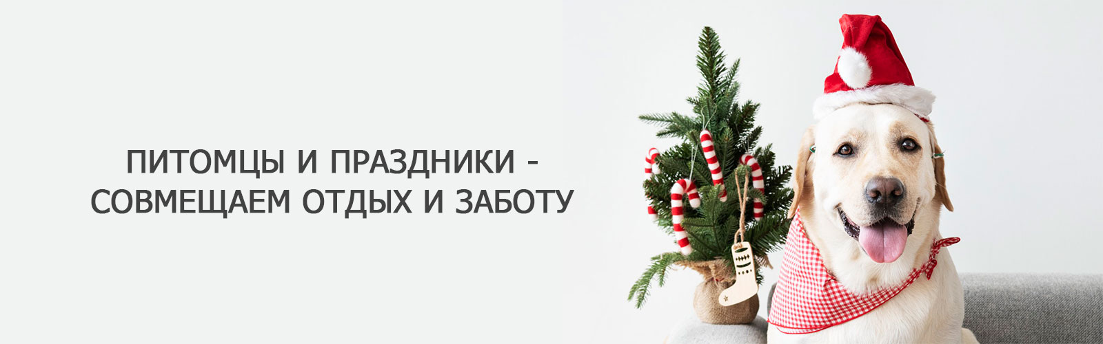 Питомцы и праздники - совмещаем отдых и заботу