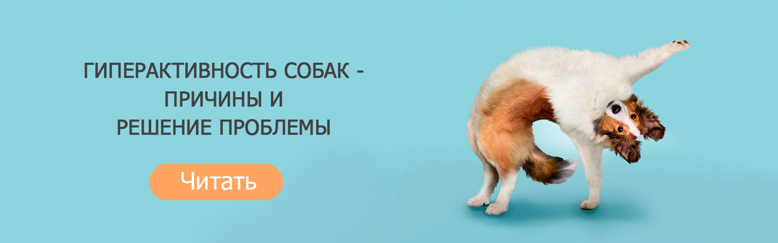 Гиперактивность собак - причины и решение проблемы