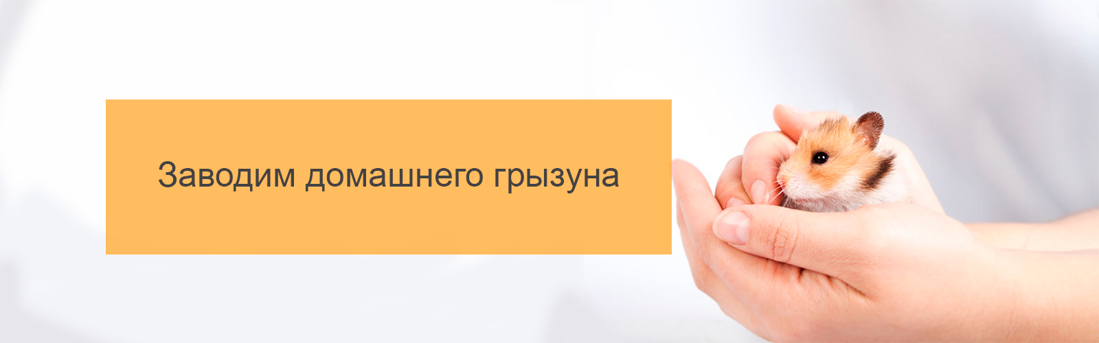 Заводим домашнего грызуна