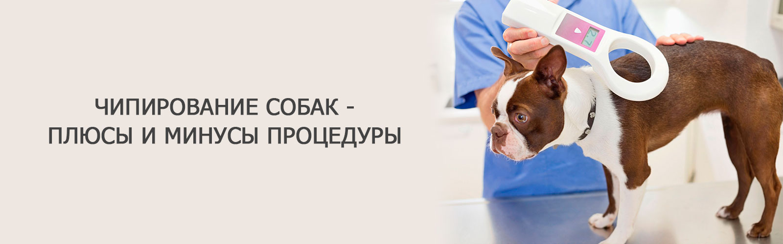 Чипирование собак - плюсы и минусы процедуры