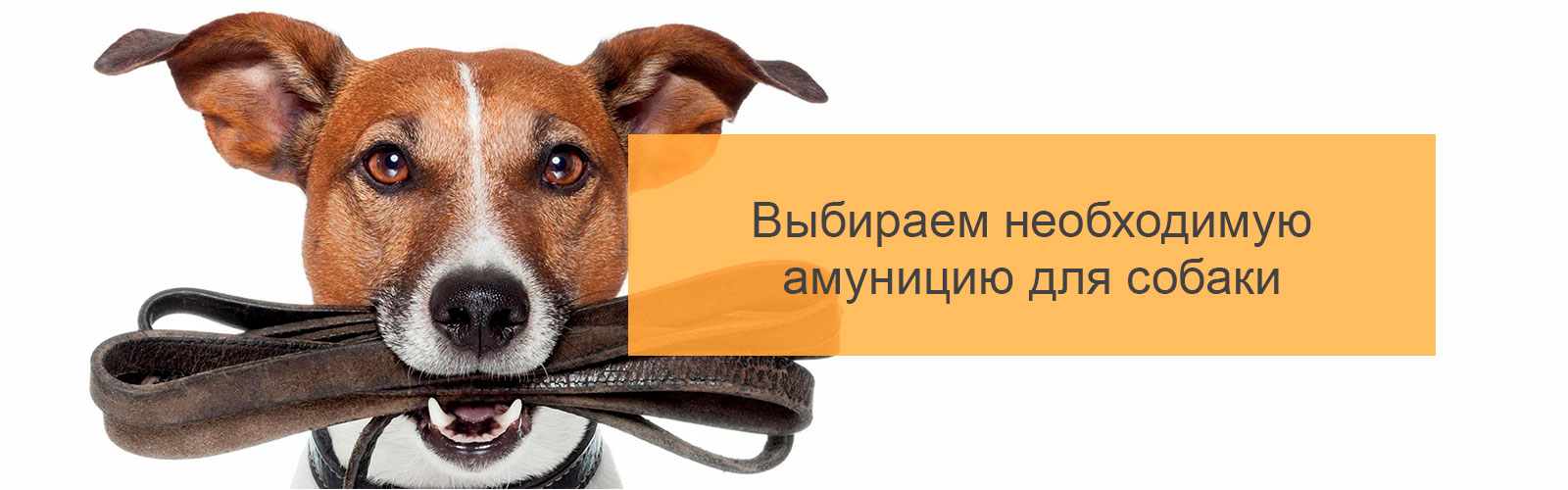 Выбираем необходимую амуницию для собаки