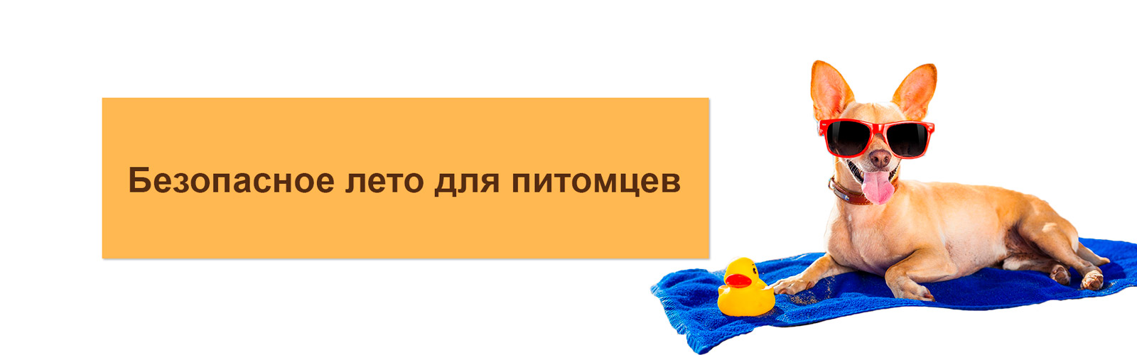 Безопасное лето для питомцев