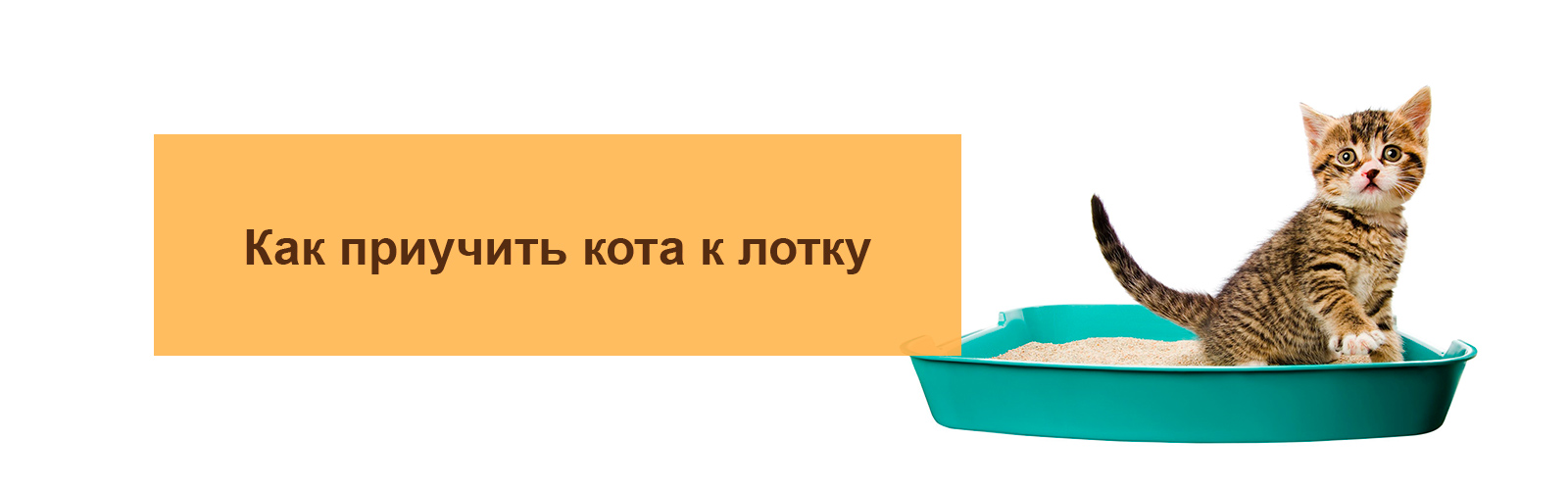 Как приучить кота к лотку