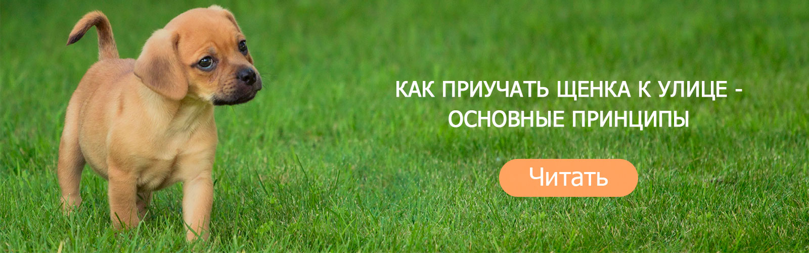 Как приучать щенка к улице - основные принципы