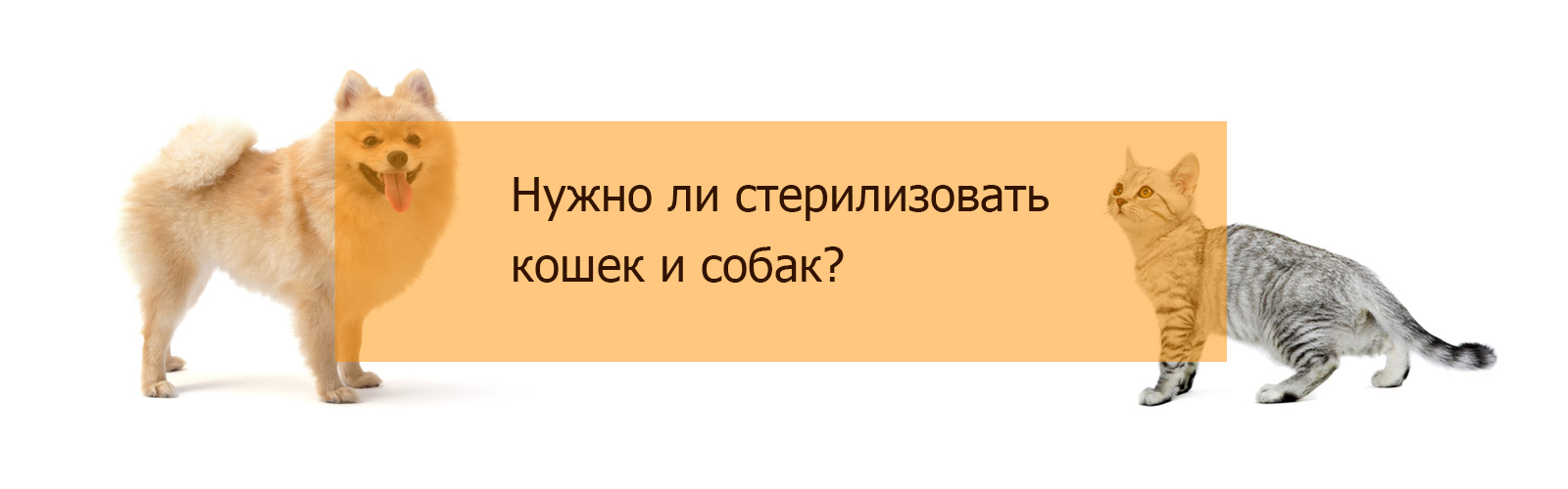 Нужно ли стерилизовать кошек и собак?