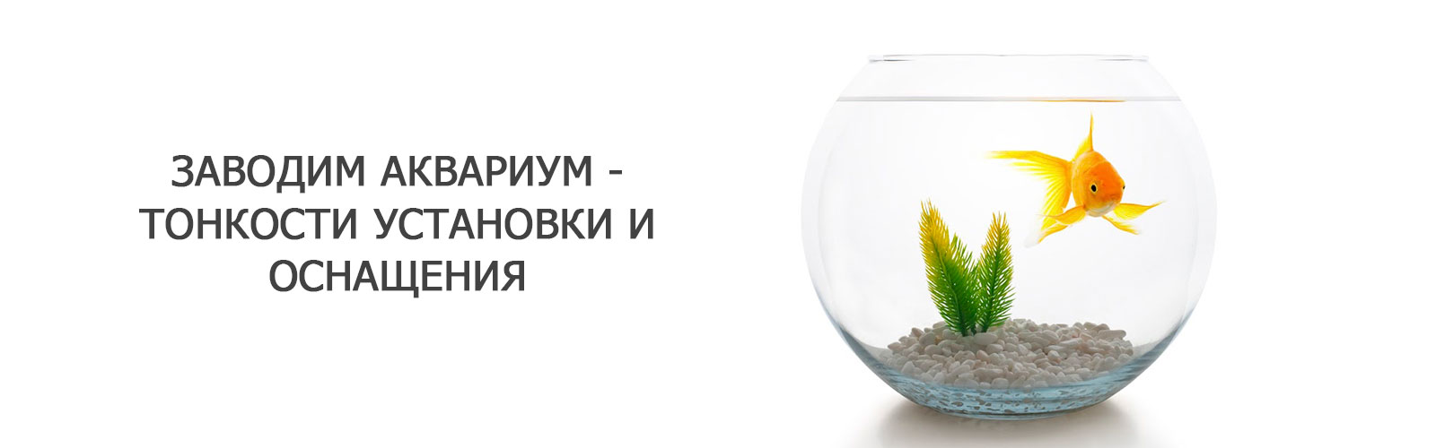Заводим аквариум - тонкости установки и оснащения
