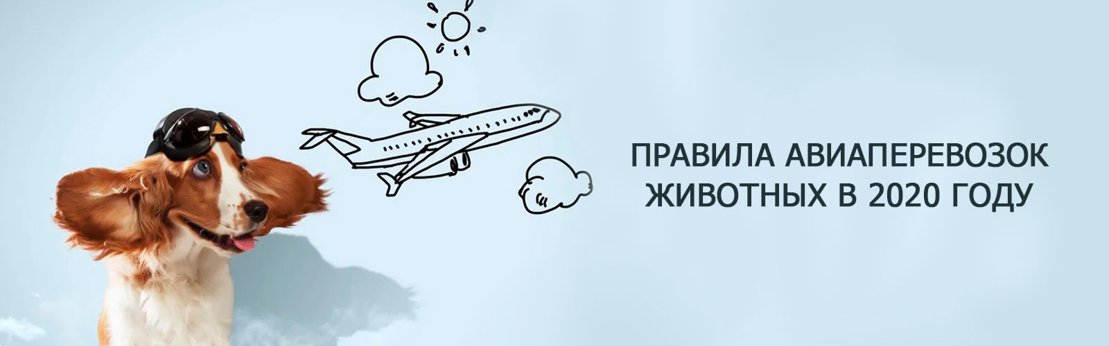 Правила авиаперевозок животных в 2020 году