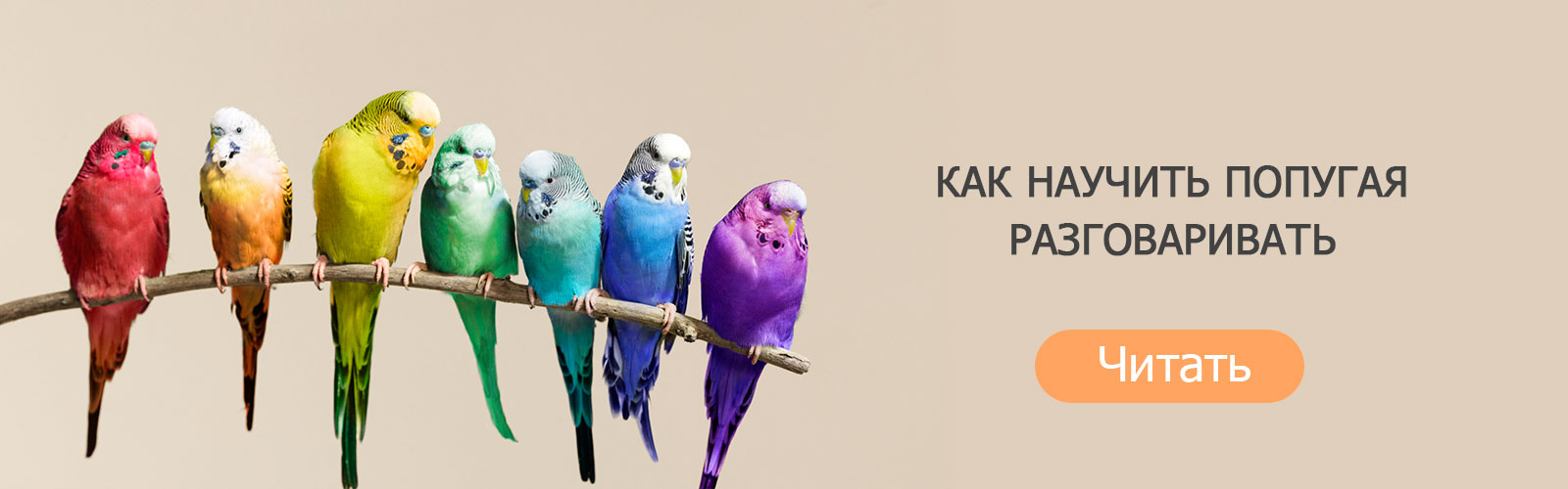 Как научить попугая разговаривать