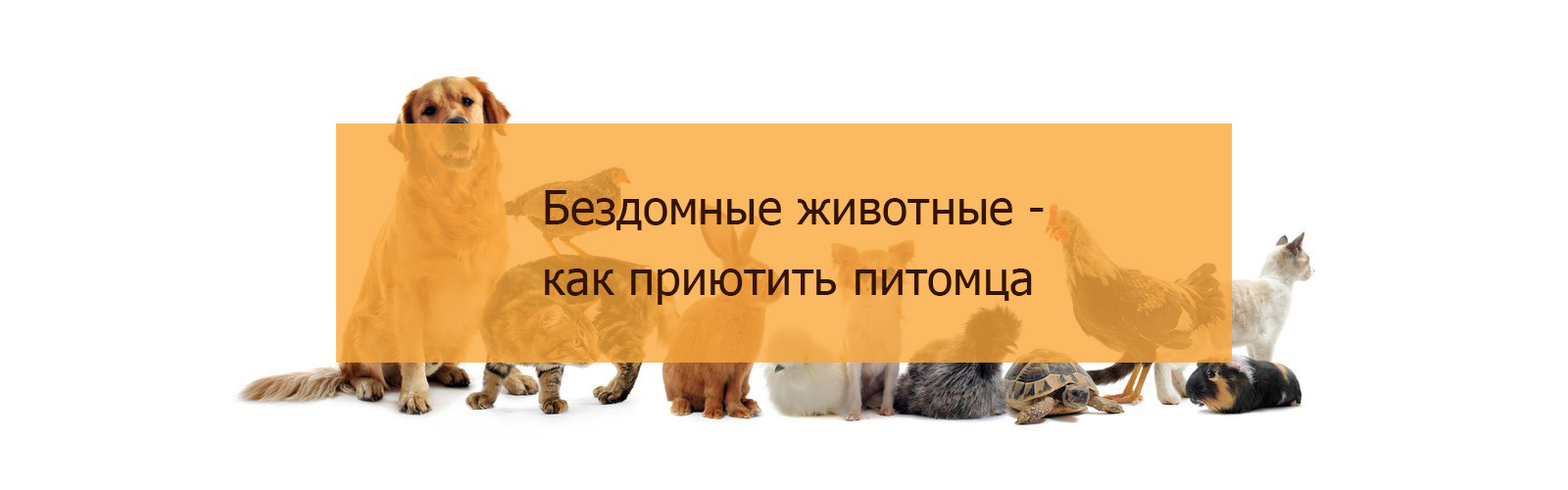 Бездомные животные - как приютить питомца