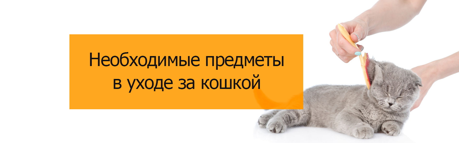 Необходимые предметы в уходе за кошкой
