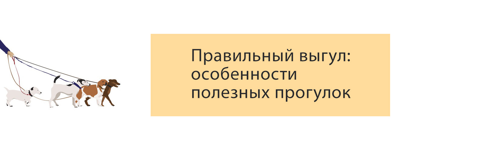 Правильный выгул: особенности полезных прогулок