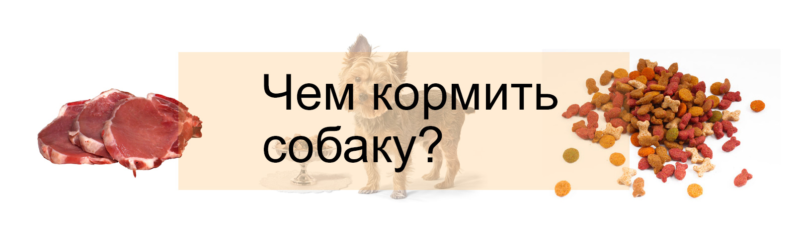 Особенности питания собак: корма и домашние блюда