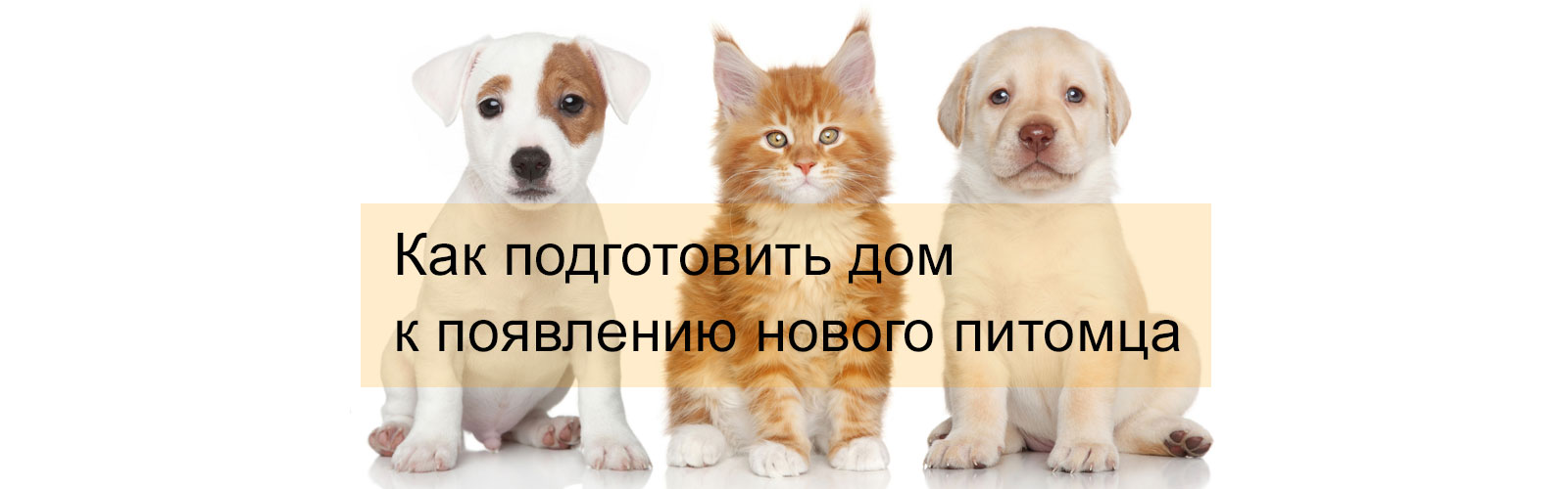 Как подготовить дом к появлению нового питомца
