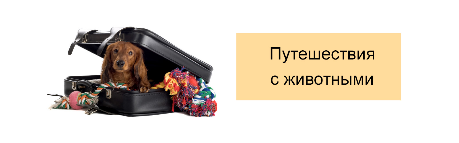 Путешествия с животными